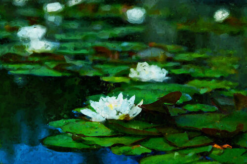 Water-lily-6403860-1933