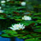 Water-lily-6403860-1933