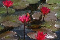 Rote Seerose im Teich. Gemalt. von havelmomente
