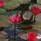 Water-lily-09