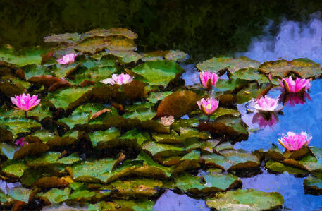 Water-lily-10