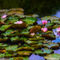 Water-lily-10
