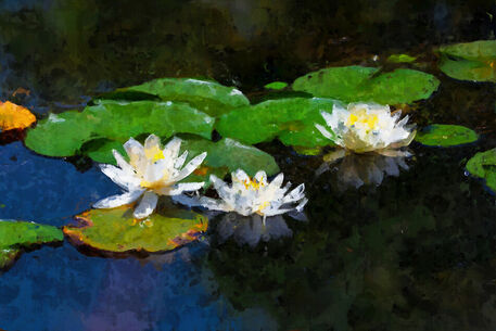 Water-lily-11