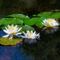 Water-lily-11