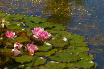 Pinke Seerosen in einem Teich. Gemalt. by havelmomente