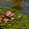 Water-lily-12