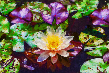 Water-lily-13