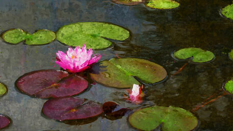 Water-lily-14