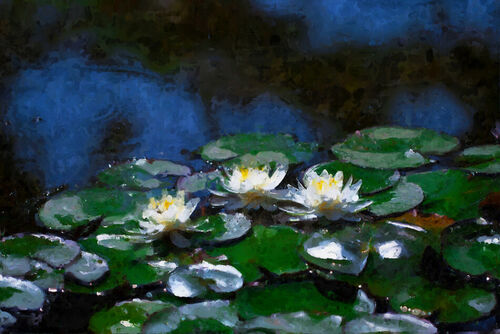 Water-lily-15