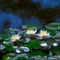 Water-lily-15