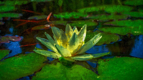 Water-lily-16