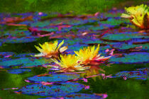 Gelbe Seerosen  blühen im Teich. Gemalt. von havelmomente