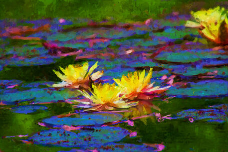 Water-lily-17