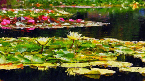 Water-lily-19