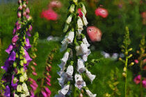 Fingerhut im Blumenbeet. Gemalt. by havelmomente
