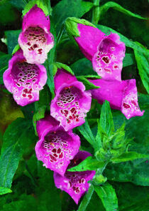 Gemalter Fingerhut im Garten. Pinke Blüten. Malerei. von havelmomente