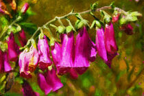 Pinker Fingerhut blüht im Blumenbeet. Gemalter Garten. von havelmomente