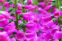 Pinke Fingerhut Blüten. Fingerhüte im Garten. Gemalt. von havelmomente