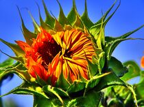Sonnenblume öffnet sich von Edgar Schermaul