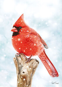 Kardinal im Winter by Isabel Conradi