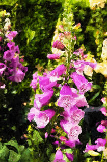 Gemalter Fingerhut im Garten. Pinke Blüten. Malerei. by havelmomente