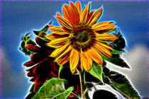 Sonnenblumenschönheit von Edgar Schermaul