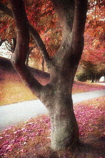 'Autumn Colours' von CHRISTINE LAKE
