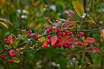 Herbst - Ast - Blätter von Eric Fischer
