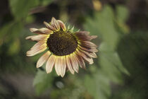 Sonnenblume by Petra Dreiling-Schewe