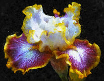 Schwertlilie im Detail. Weiße Blüte mit gelb und lila Farben. Gemalt. by havelmomente