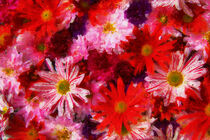 Rote und pinke Blumen. Chrysanthemen gemalt. von havelmomente