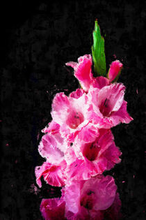 Pinke Gladiole blüht vor schwarzem Hintergrund. Gemalt. von havelmomente