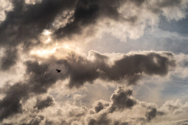 Wolken-vogel-holland