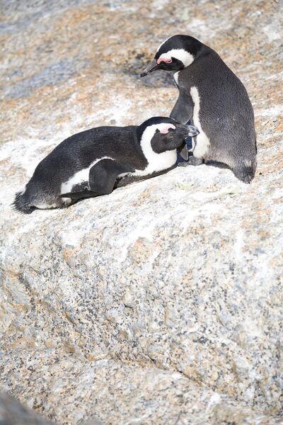 Pair-of-african-penguins