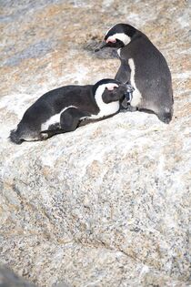 Pair Of African Penguins  by Bruno Guilherme de Lima