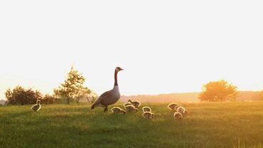 Mother-goose-watching-over-goslings