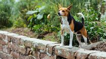 Dog On Wall  by Bruno Guilherme de Lima