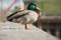 Mallard Duck In City von Bruno Guilherme de Lima