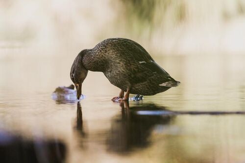 Duck-walking-on-water