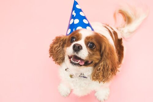 Dog-in-birthday-hat