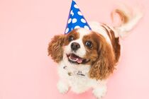Dog In Birthday Hat von Bruno Guilherme de Lima
