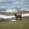 Nature-elk-wildlife-adventure-mountains