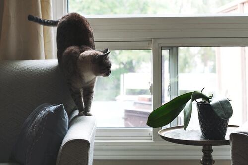 Cat-on-sofa-near-window