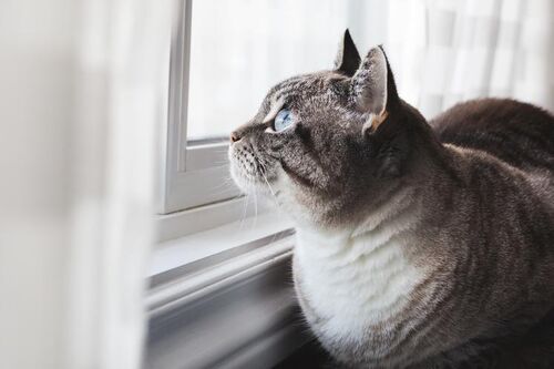 Blue-eyed-cat-daydreams
