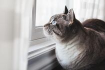 Blue-Eyed Cat Daydreams von Bruno Guilherme de Lima