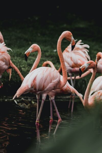 Flamingo-in-pond