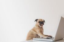 Dog typing on laptop very cute! by Bruno Guilherme de Lima