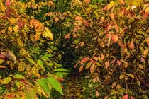 Trampelpfad durch buntes Herbstlaub by Holger Felix
