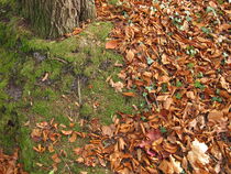 Mit Lindenblättern und Ahornblättern bedeckter Erdboden im Laubwald im im Spätherbst by Heike Rau