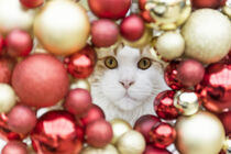 Weihnachtliches Katzenporträt von Heidi Bollich